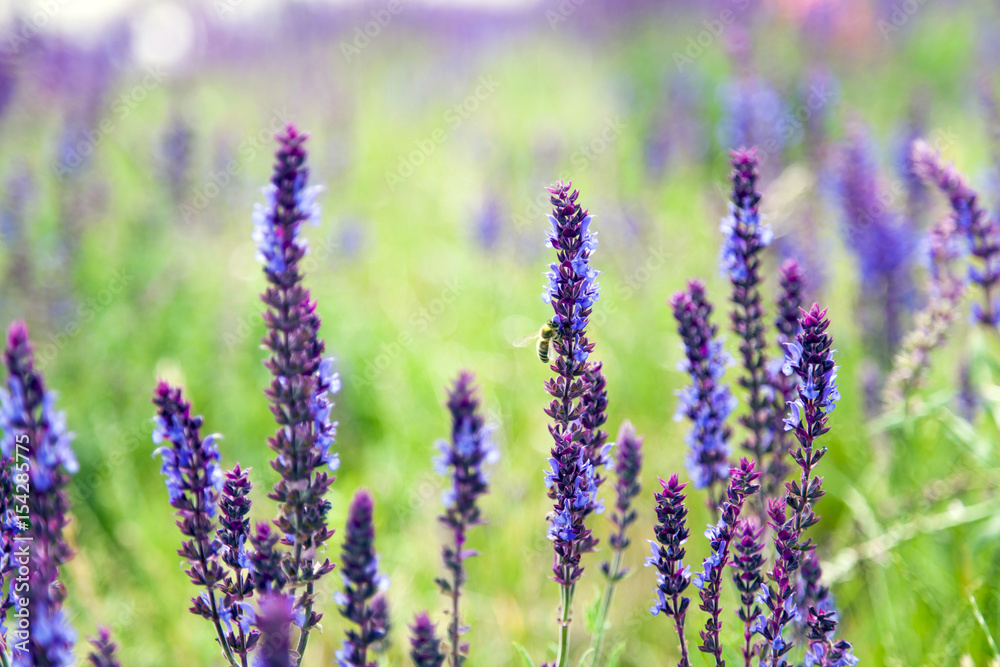 Fototapeta premium Purple Lupine Spring Blossom