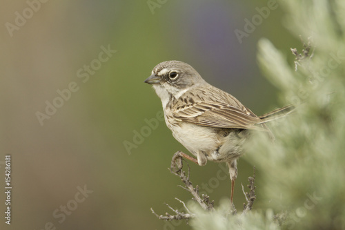 Sagebrush Sparrow © Gale Boyer