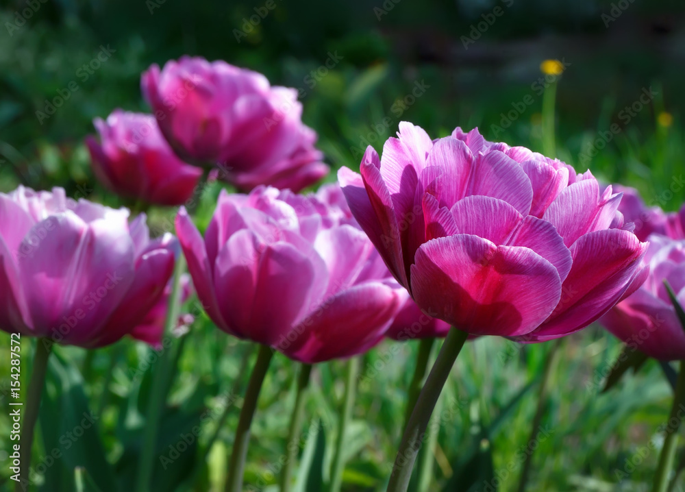 .Purple terry tulips bloom in the garden. Focus concept.