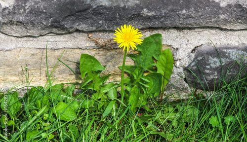 Fototapeta Naklejka Na Ścianę i Meble -  Löwenzahn an einer Mauer