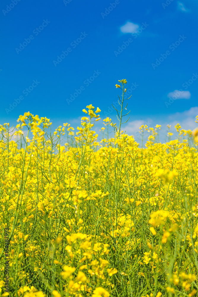 Yellow rapeseed against blue sky Yellow rapeseed against blue sky