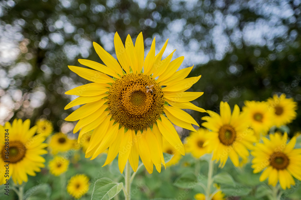 Sunflowers on field,Phetchabun Province Of Thailand.