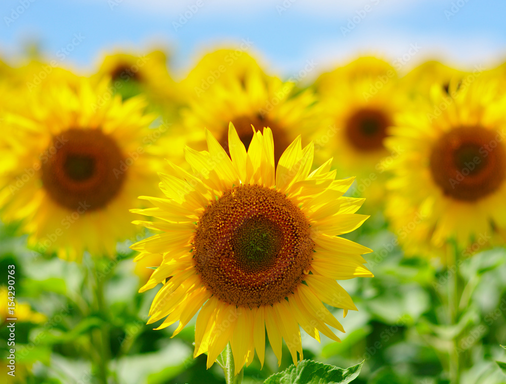 field of blooming sunflowers field of blooming sunflowers