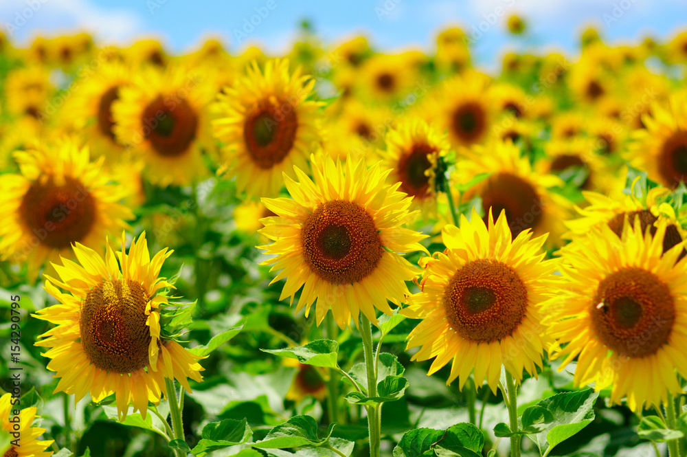 field of blooming sunflowers field of blooming sunflowers