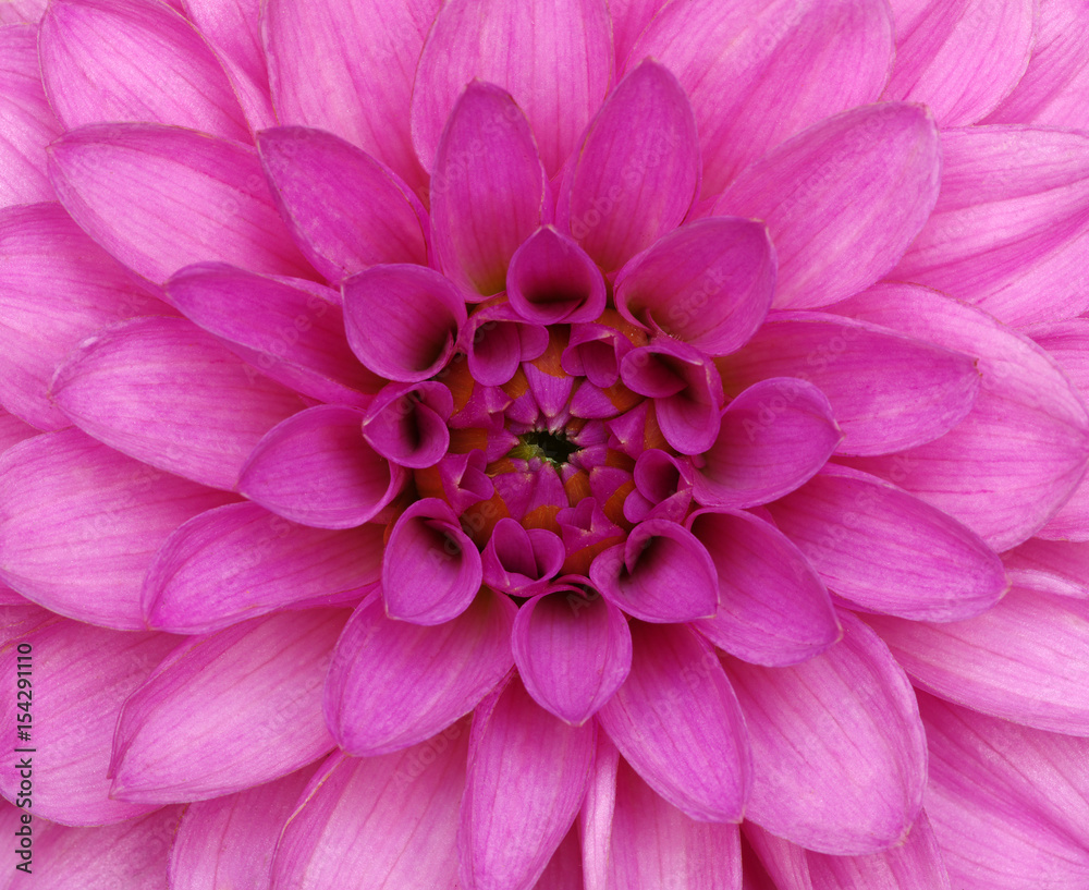 flower and beautiful petals flower and beautiful petals
