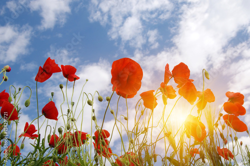  Poppies and sun
