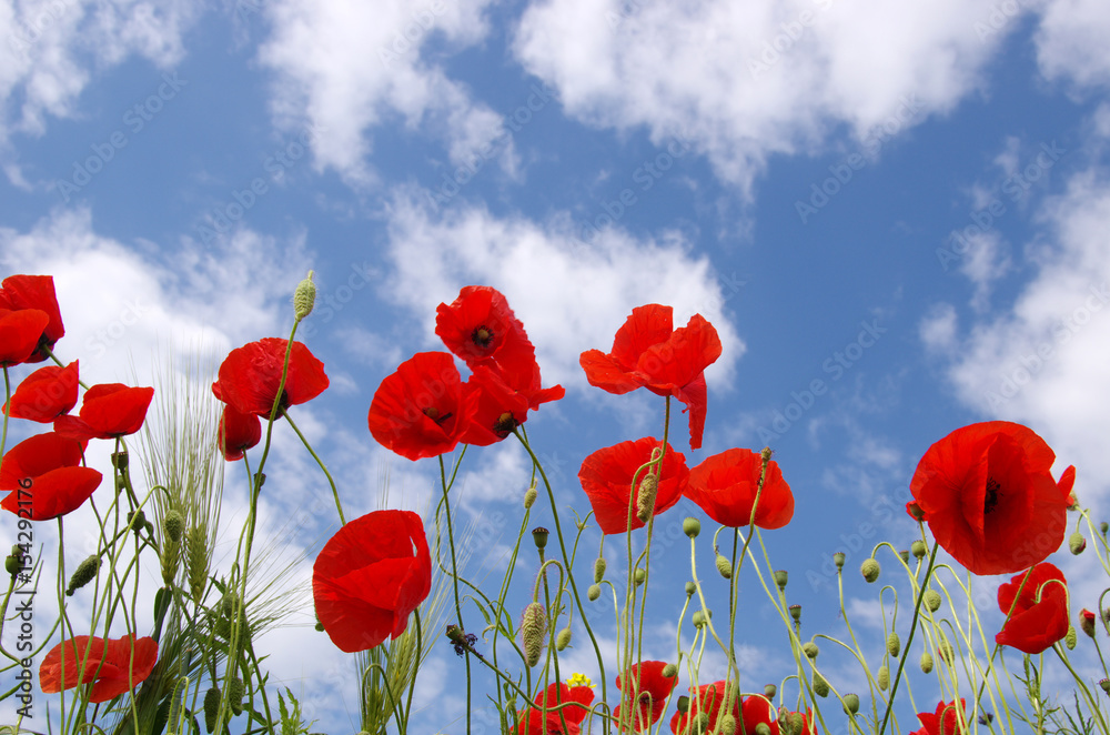 Obraz premium Czerwone maki na polu