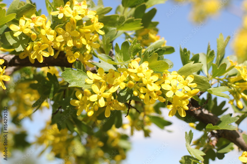 yellow flowers of American currant in the spring garden