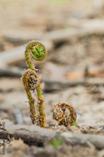 The stem of a green young fern starts a new life © AHARAD