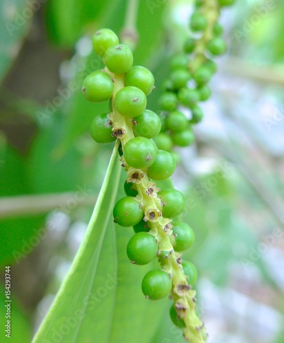 Black pepper seeds close up  photo