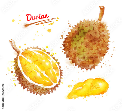 Watercolor illustration of durian