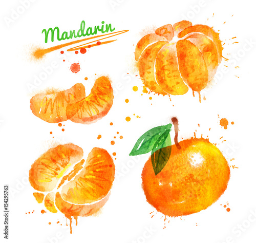 Watercolor illustration of mandarin