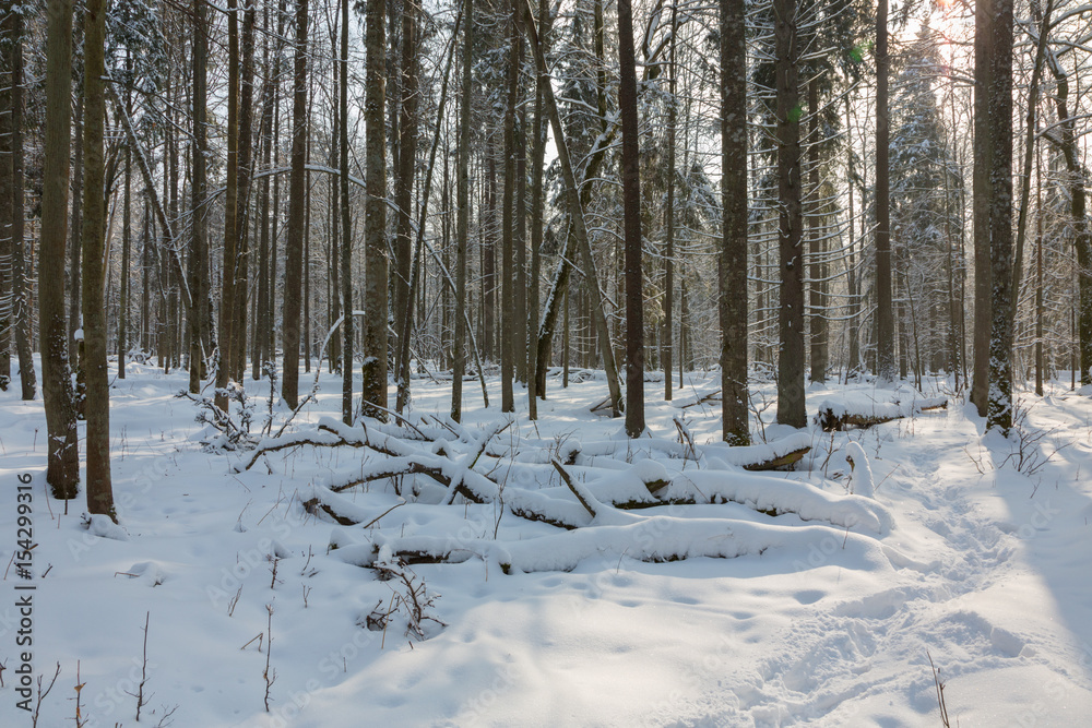Fototapeta premium Trees snow wrapped blizzard after