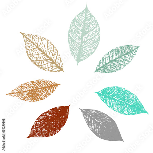 Set of vector skeleton leaves in teal and rusty