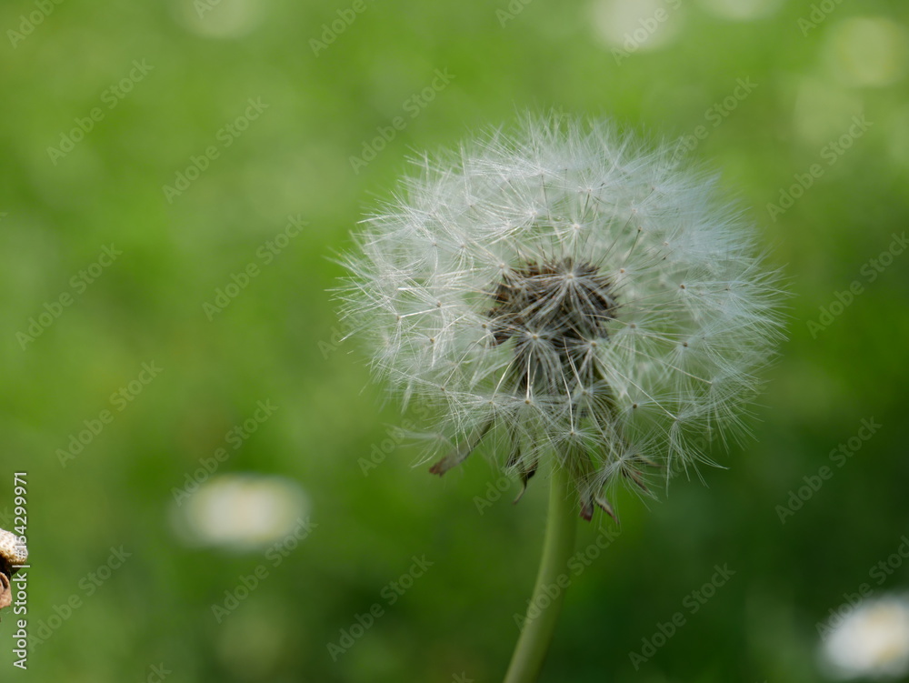 Fototapeta premium Pusteblume