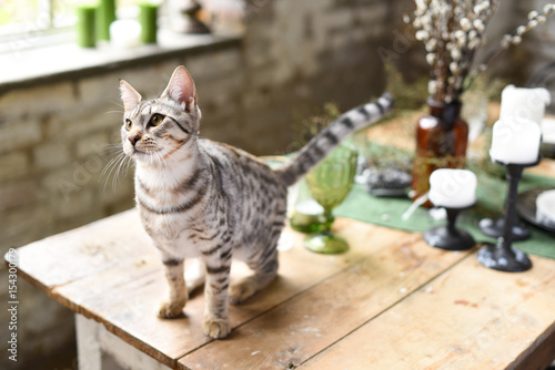 Cute savanna kitten in silver color on a vintage table photo