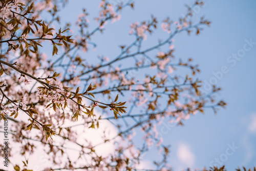 Beautiful flowers of cherry or sakura blossom on central park of New York. Spring time pink concept for fresh design