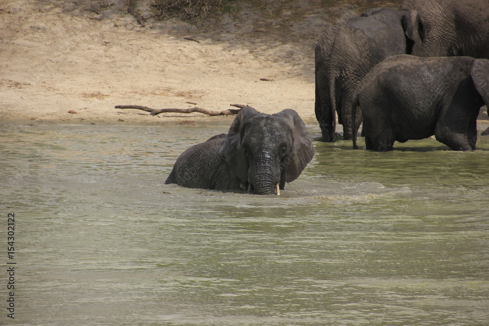 African wildlife, Tanzania, Ngorongoro Conservation Area African wildlife, Tanzania, Ngorongoro Conservation Area