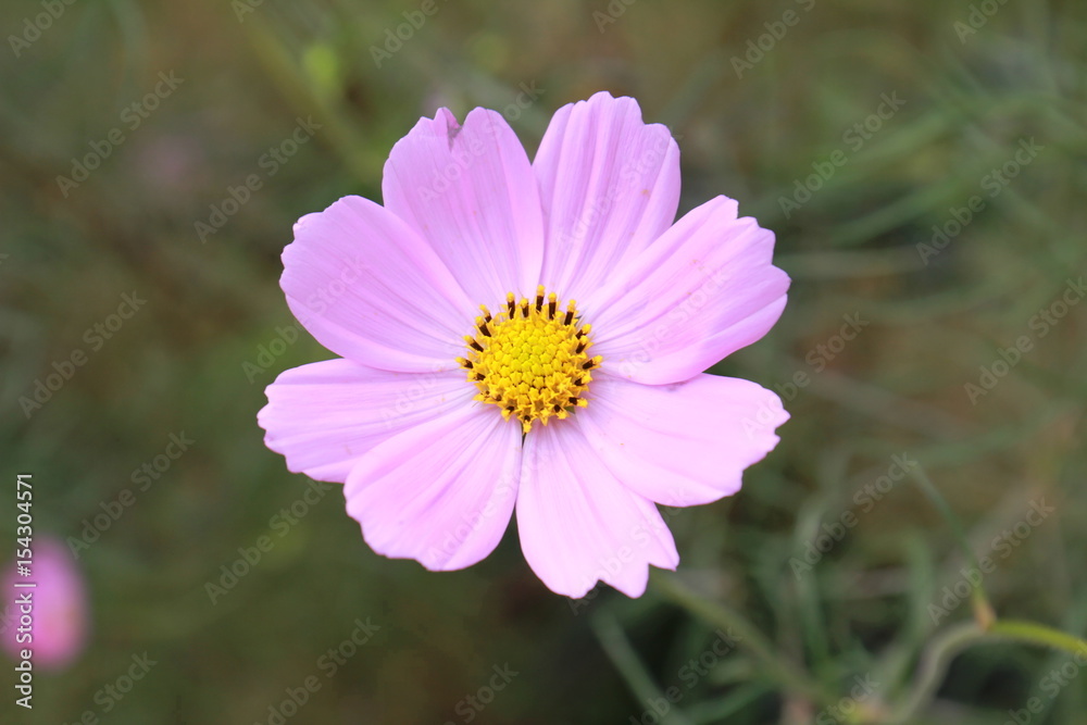 Obraz premium flower