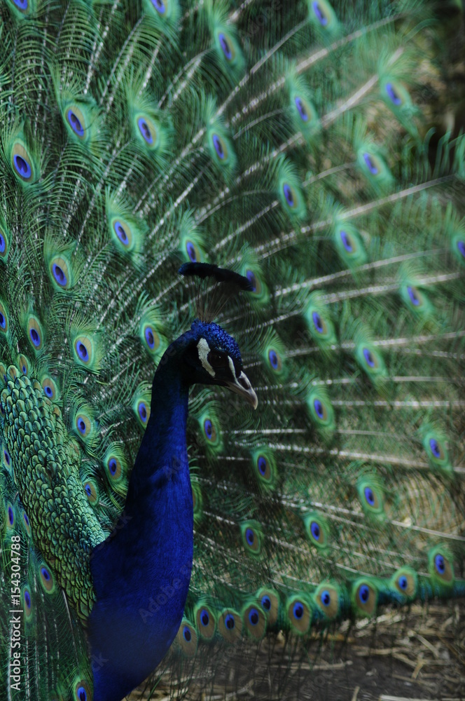 Fototapeta premium Bright peacock tail. Colored