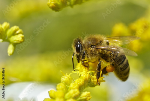 Biene © markus dehlzeit