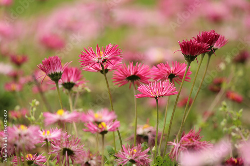 Daisy flower