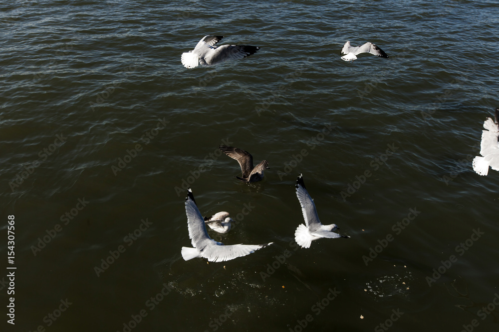 Naklejka premium Seagulls over Water