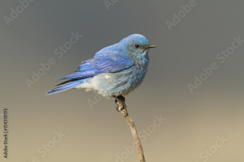 Mountain Bluebird Perched