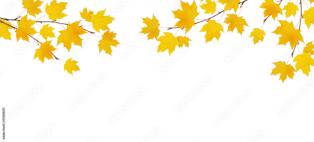 Autumn maple branches with yellow leaves Autumn maple branches with yellow leaves