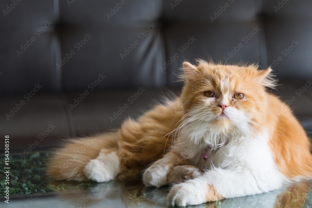 Orange Persian cat in the soft focus.
Cute cat portrait with copy space.