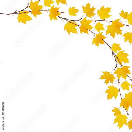 Autumn maple branches with ...