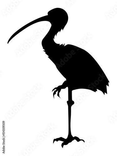 ibis photo