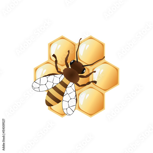 A bee on honeycombs