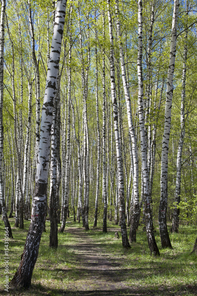 Obraz premium spring birch forest