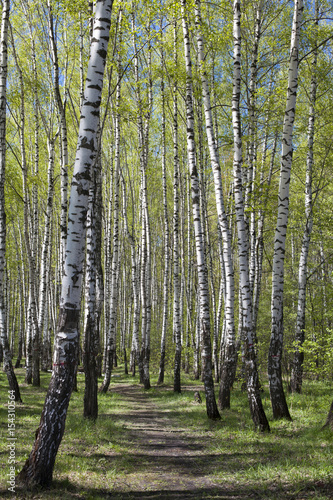 Fototapeta Naklejka Na Ścianę i Meble -  spring birch forest