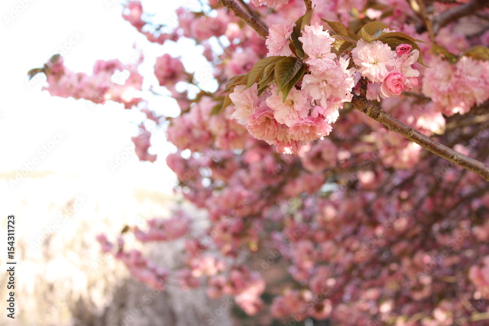 Pink flowering tree in full bloom