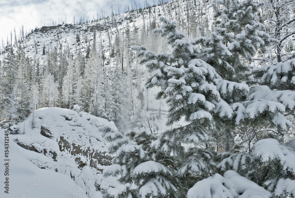 Winter, Snow, Yellowstone NP Winter, Snow, Yellowstone NP