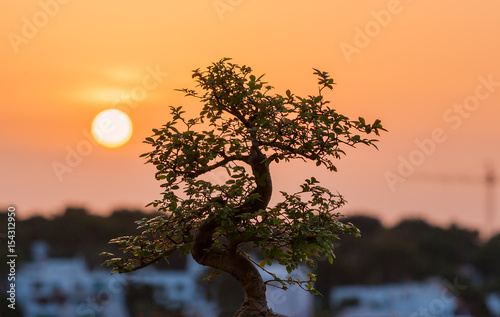 Chinesse elm bonsai and sunset
