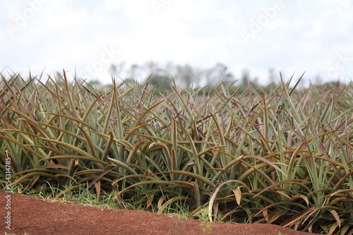 Pineapple tree photo