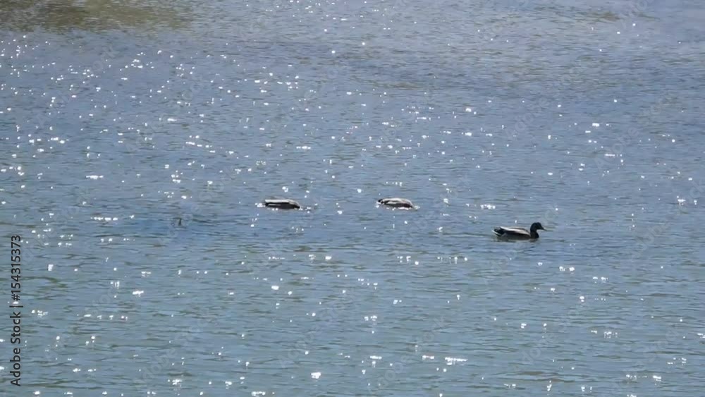 Three ducks , (Anas platyrhynchos)