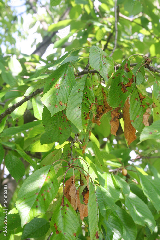 Foto Stock Ruggine del Ciliegio. Macchi rosse su foglie. Malattia dell'albero.  Puccinia cerasi | Adobe Stock