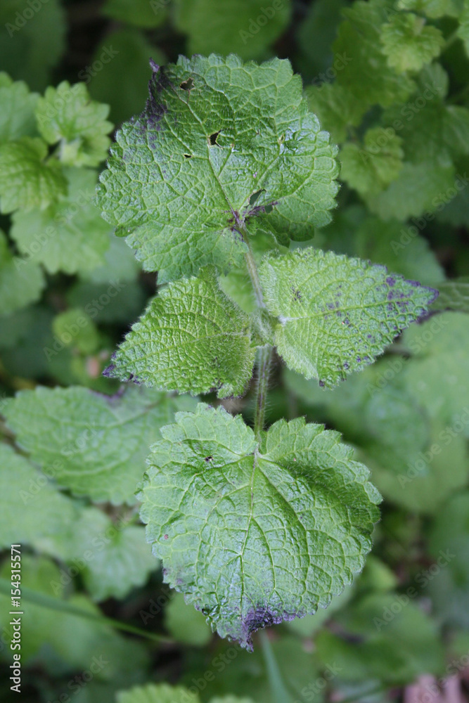 Malattia della pianta. Macchie viola scuro su foglie Malattia della pianta. Macchie viola scuro su foglie
