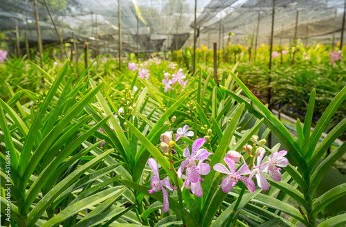 Orchid flowers in cultivate farm
