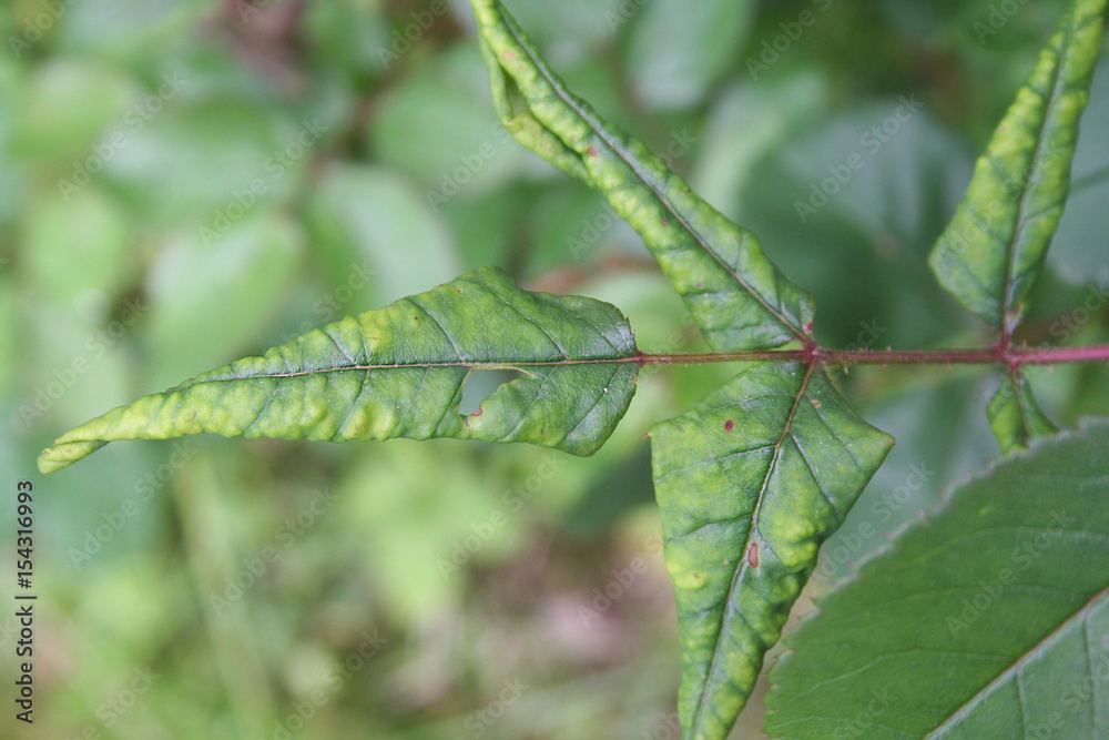 Foglie macchiate e deformate di rosaio. Malattia della pianta Foglie macchiate e deformate di rosaio. Malattia della pianta