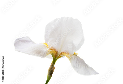 Fototapeta Naklejka Na Ścianę i Meble -  iris isolated
