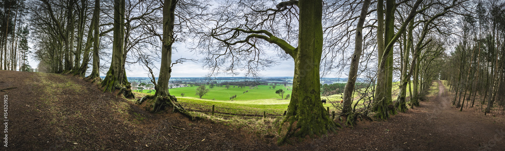 Obraz premium Panoramic view of woodland