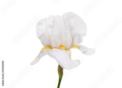 Fototapeta Naklejka Na Ścianę i Meble -  iris isolated