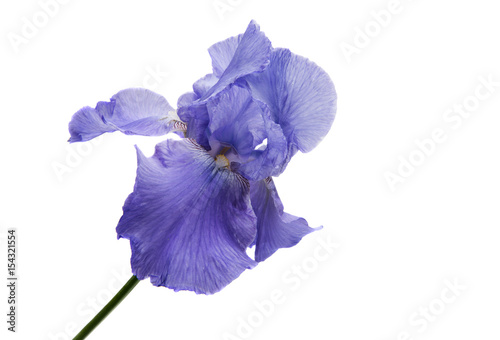 Fototapeta Naklejka Na Ścianę i Meble -  iris isolated