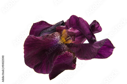 Fototapeta Naklejka Na Ścianę i Meble -  iris isolated