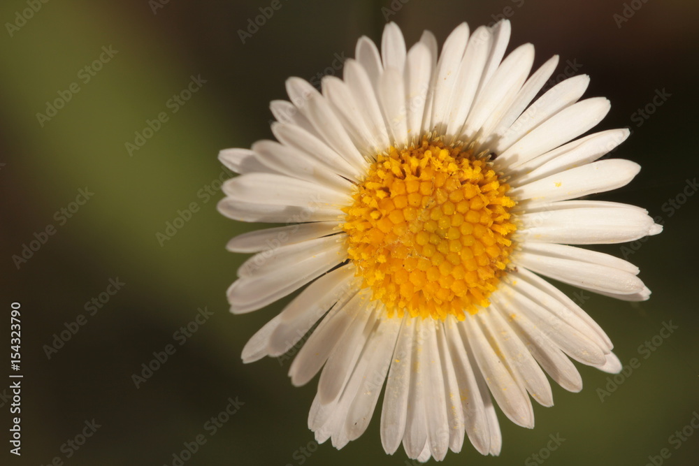 Obraz premium flower